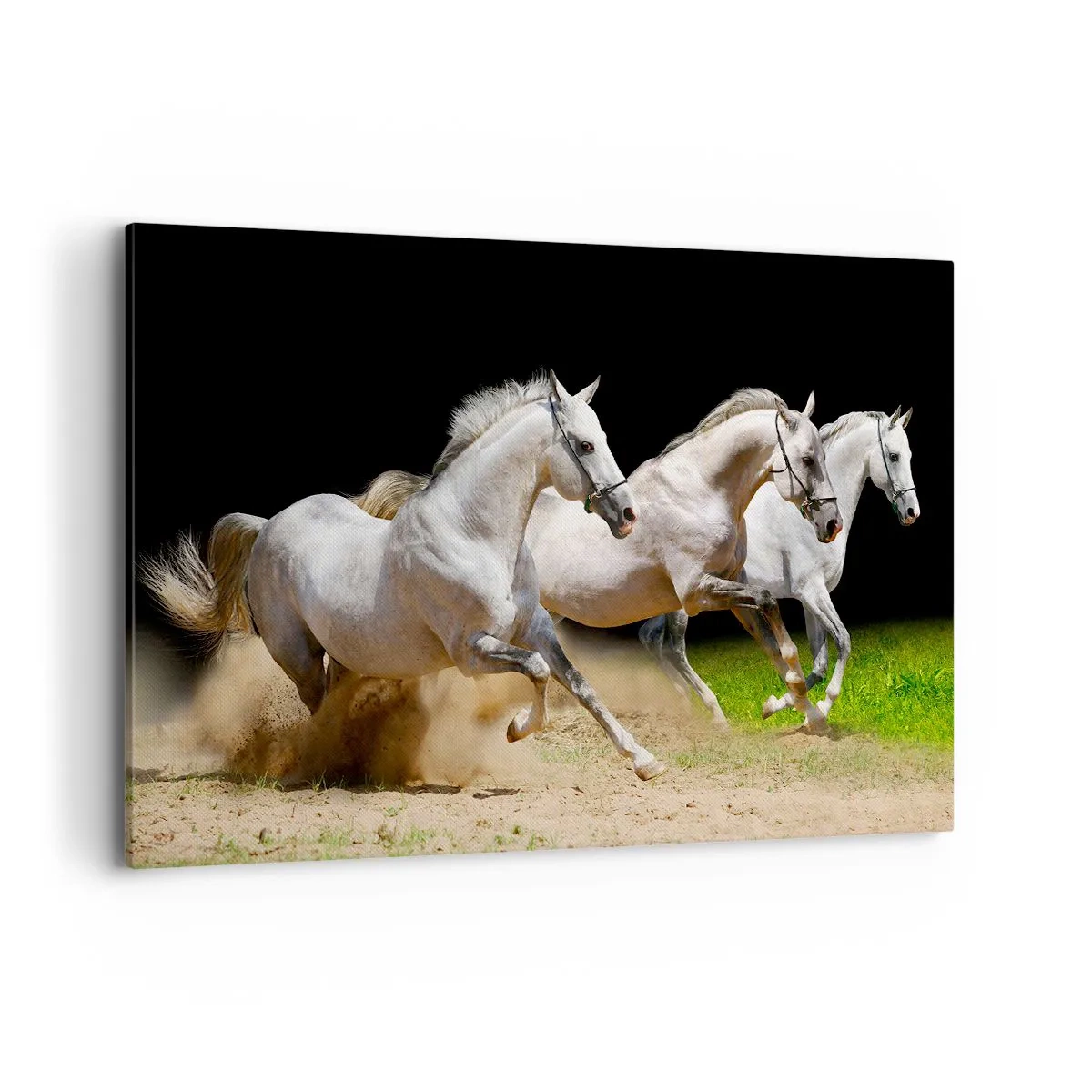 Impression sur toile - Image sur toile - Trois chevaux blancs galopant sur le sable et l'herbe - 120x80cm - Trois Grâces - Décoration murale moderne pour le salon et la chambre ARTTOR