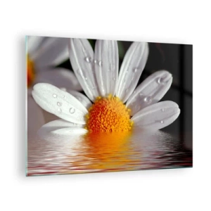 Impression sur verre - Image sur verre - Une marguerite avec des gouttes d'eau se reflétant dans l'eau - 70x50cm - Le soleil levant des marguerites - Décoration murale moderne pour le salon et la chambre ARTTOR