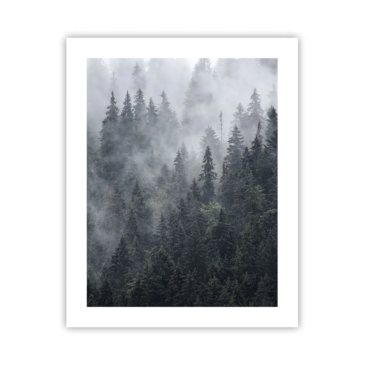 Affiche - Poster - Aube de la forêt - 40x50 cm