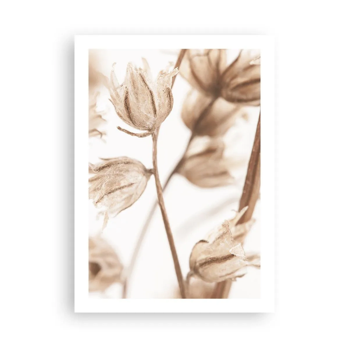 Affiche - Poster - Plantes séchées en sépia sur fond clair - 50x70cm - Ils appellent à la fin de l'été - Décoration murale moderne pour le salon et la chambre ARTTOR