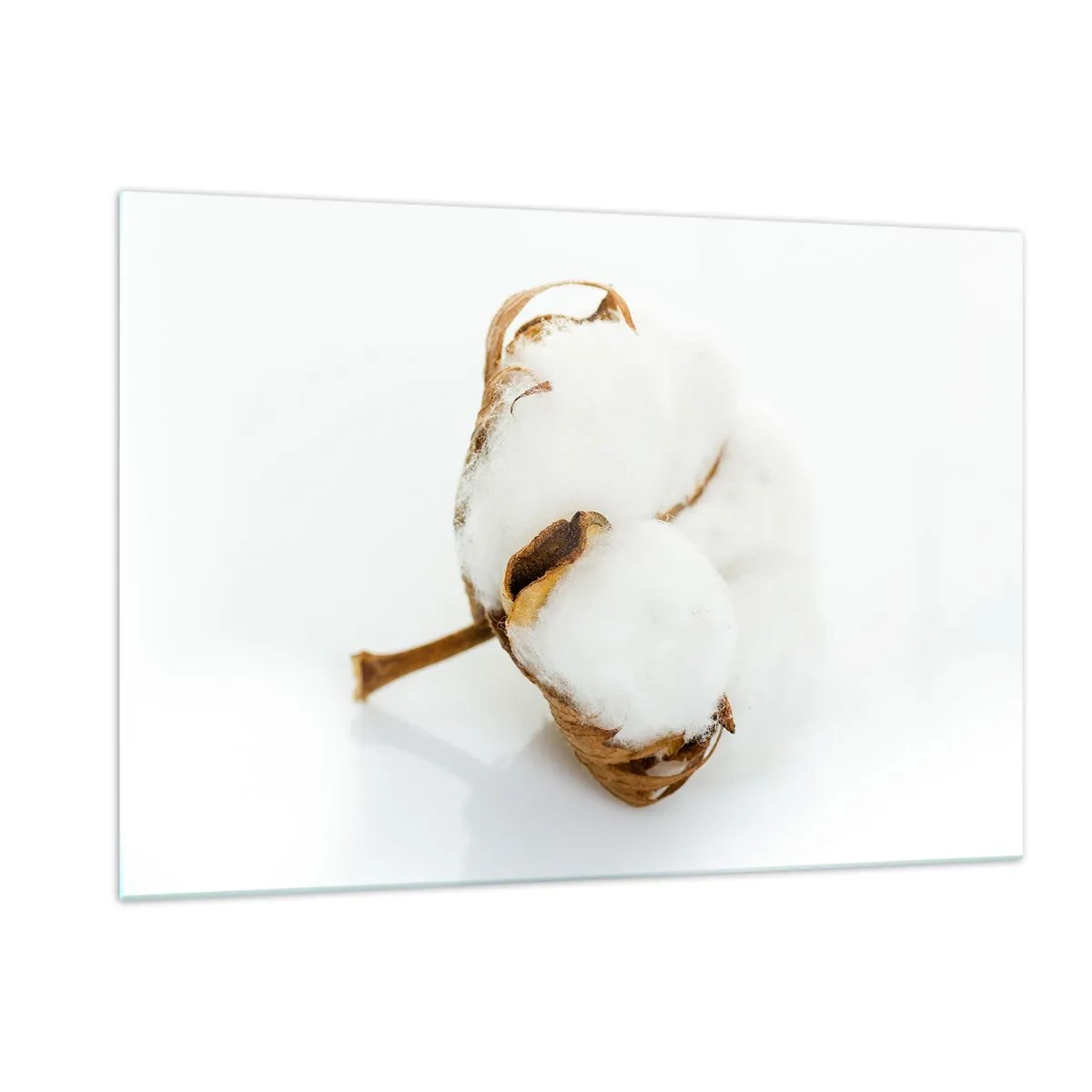 Impression sur verre - Image sur verre - Une seule fleur de coton duveteuse sur fond blanc - 120x80cm - Doux par nature - Décoration murale moderne pour le salon et la chambre ARTTOR