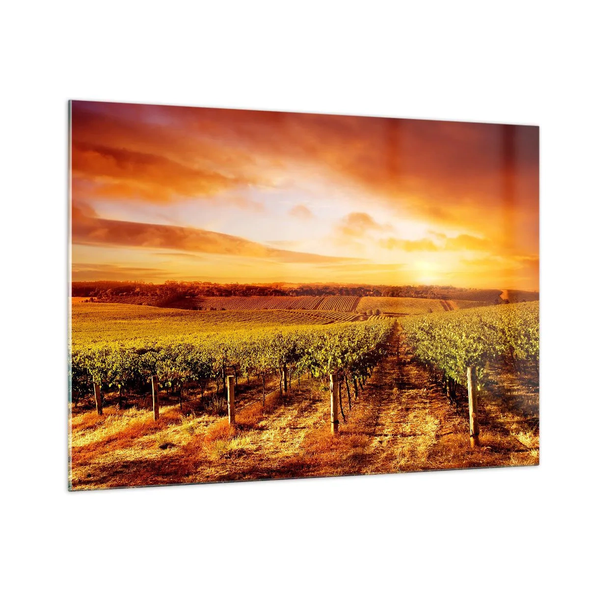 Impression sur verre - Image sur verre - Vignes dans un champ au coucher du soleil - 100x70cm - Légèrement fruité avec une pointe de soleil - Décoration murale moderne pour le salon et la chambre ARTTOR