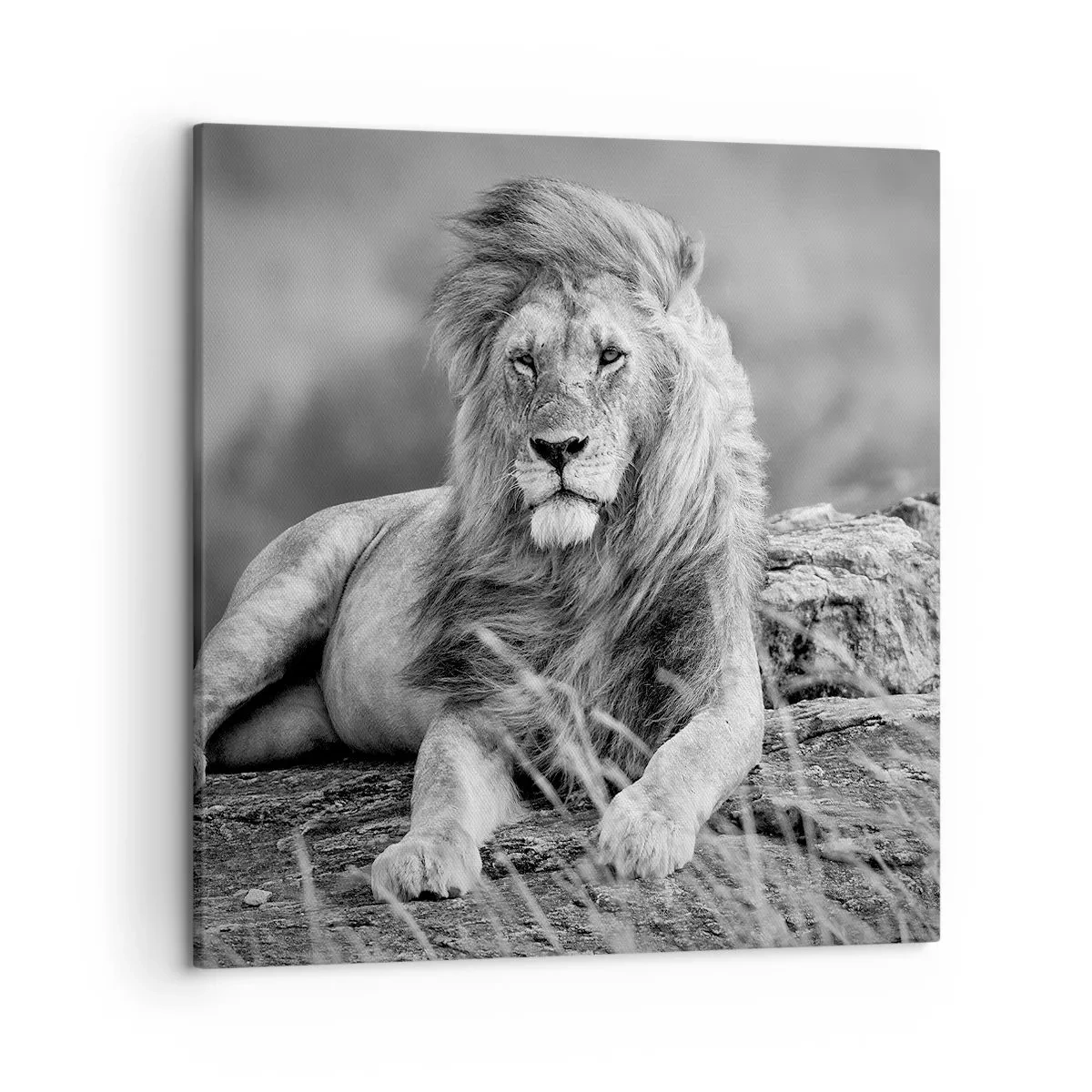 Impression sur toile - Image sur toile - Sieste royale - 50x50 cm