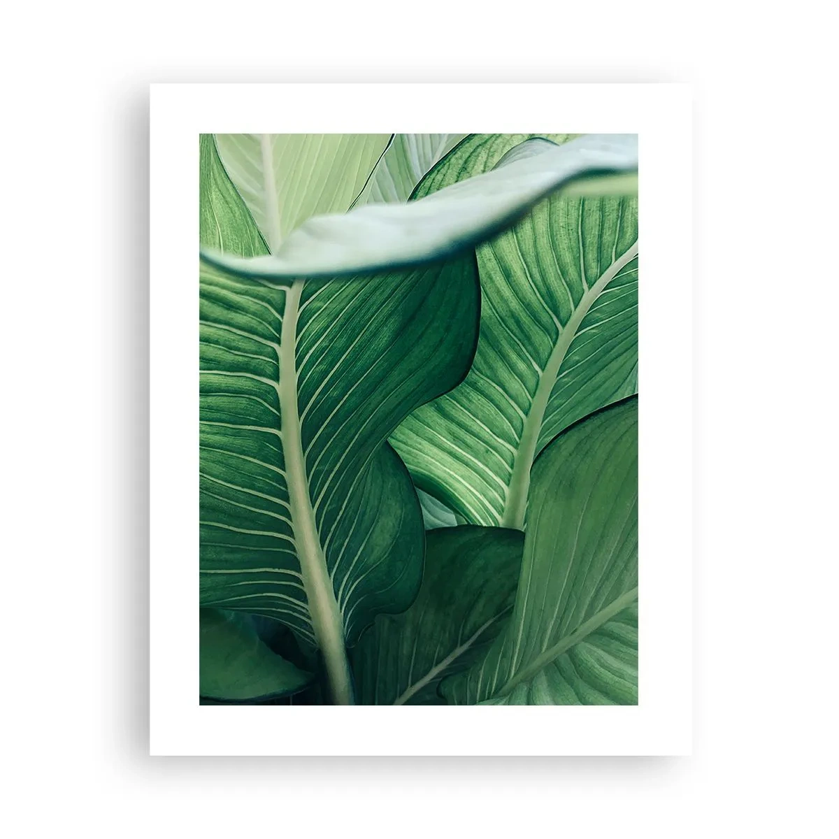 Affiche - Poster - Une vie intensément verte - 40x50 cm