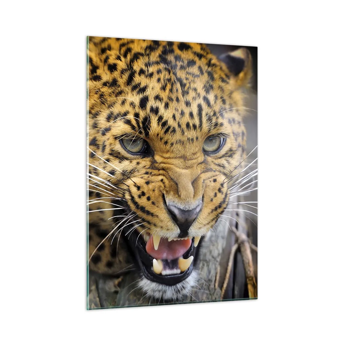 Impression sur verre - Image sur verre - Gros plan d'un léopard agressif avec des détails clairs - 50x70cm - Reste en retrait, je te préviens ! - Décoration murale moderne pour le salon et la chambre ARTTOR