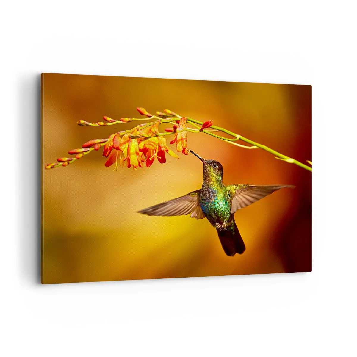 Impression sur toile - Image sur toile - Colibri près d'une fleur dans la lumière chaude - 100x70cm - Un messager de lumière selon les Mayas - Décoration murale moderne pour le salon et la chambre ARTTOR