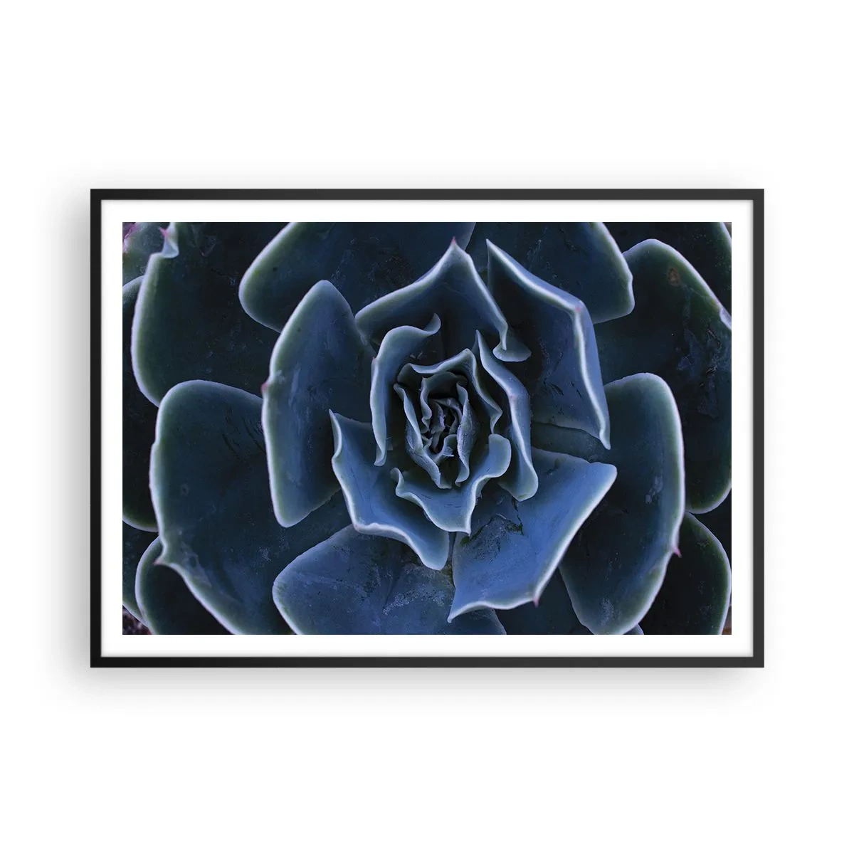 Affiche dans un cadre noir - Poster - Gros plan d'une rosette succulente verte - 100x70cm - Fleur du désert - Décoration murale moderne pour le salon et la chambre ARTTOR