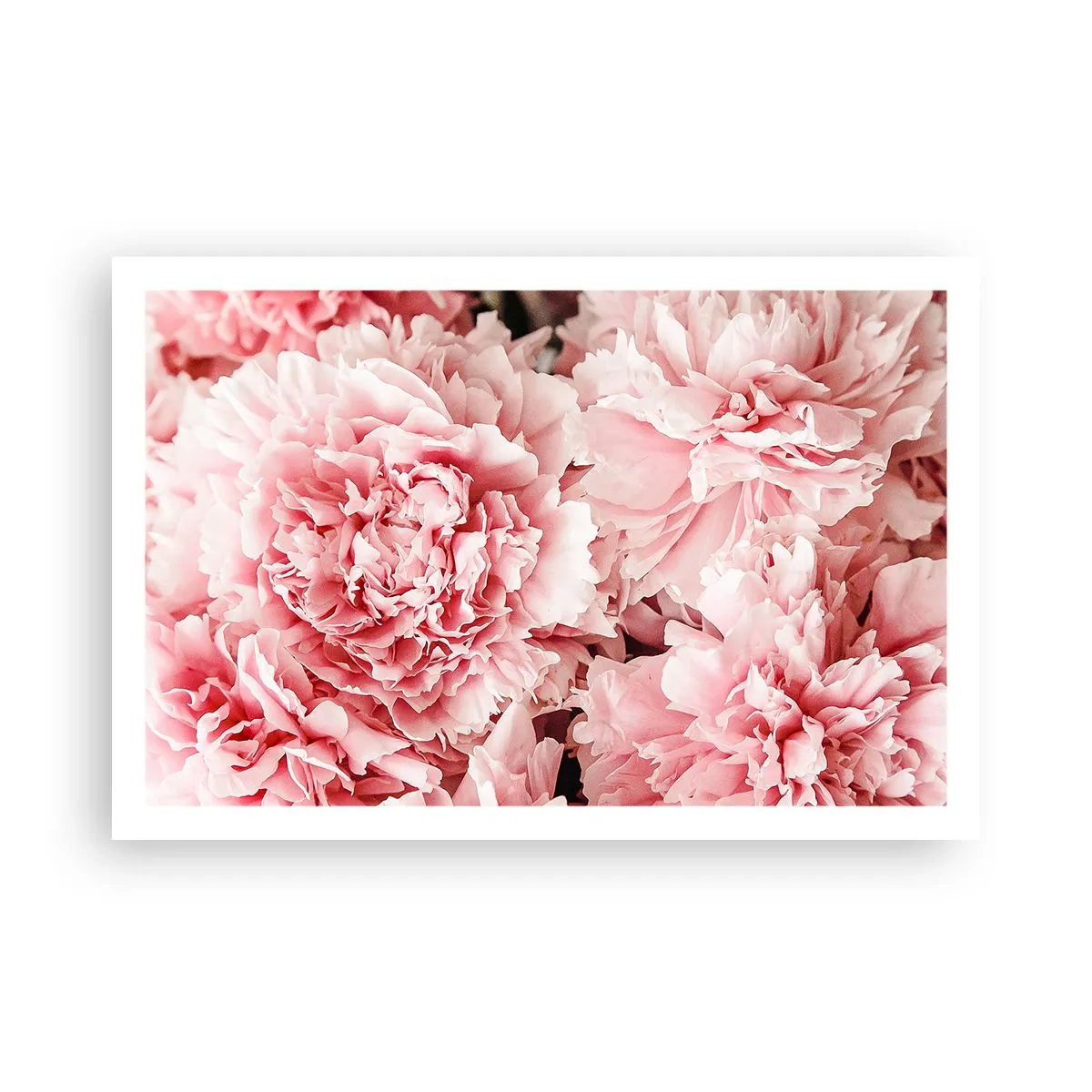 Affiche - Poster - Rêve rose - 91x61 cm