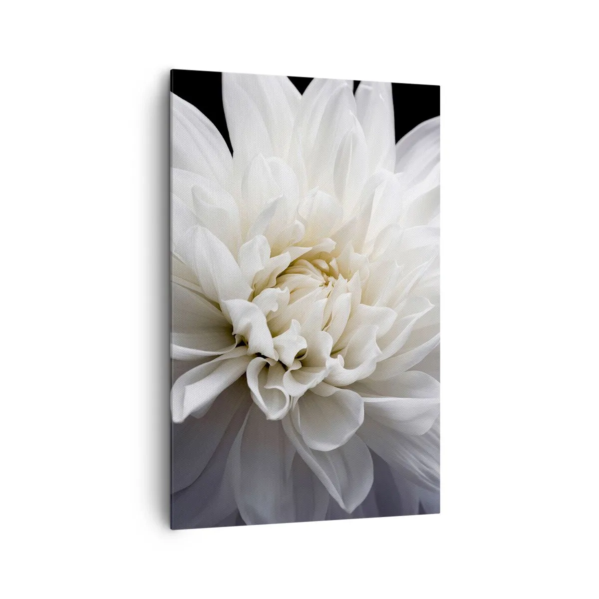 Impression sur toile - Image sur toile - Une délicate fleur blanche sur fond noir dans une composition élégante - 80x120cm - Le matin de la jeune mariéé - Décoration murale moderne pour le salon et la chambre ARTTOR