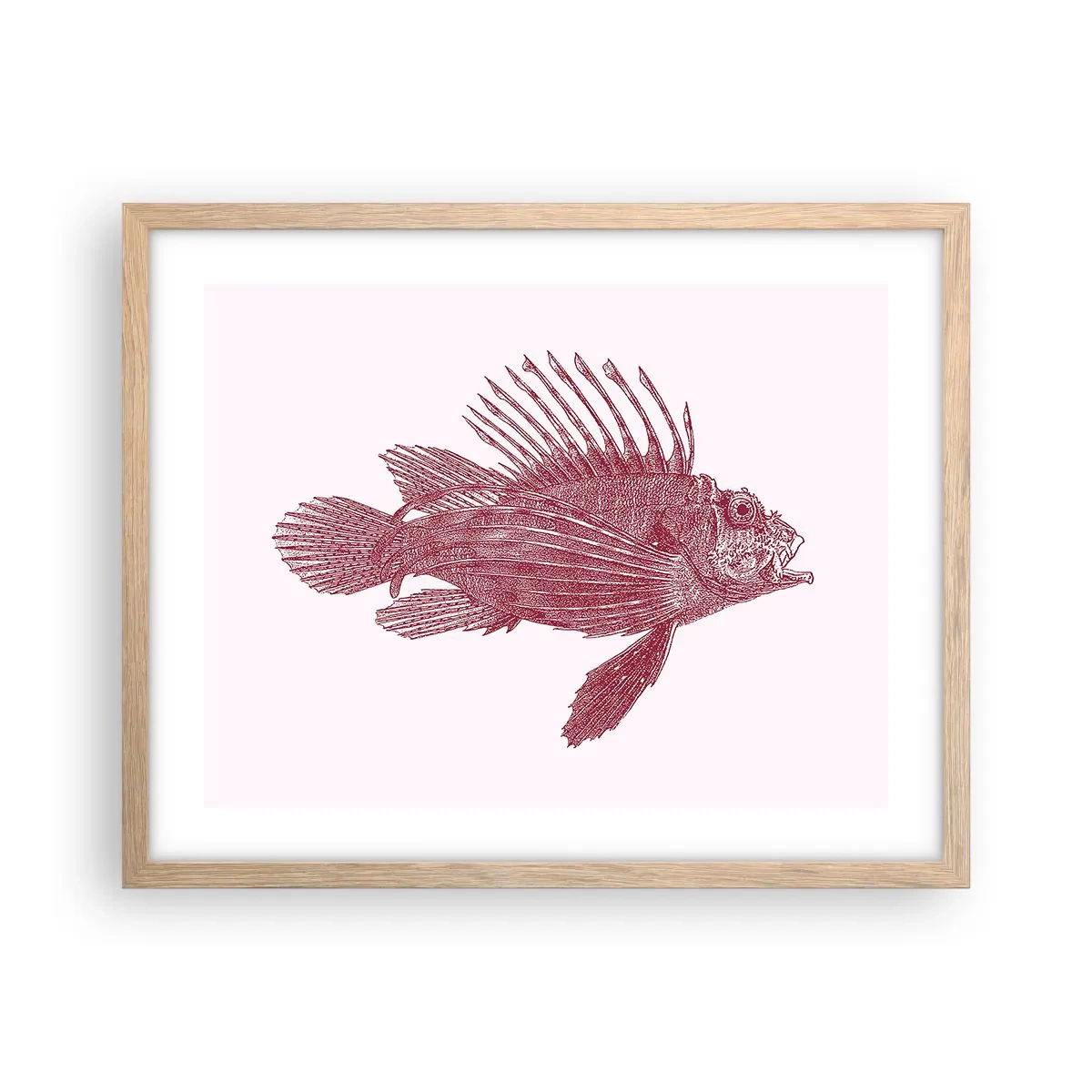 Affiche dans un chêne clair - Poster - Un habitant des eaux exotiques - 50x40 cm