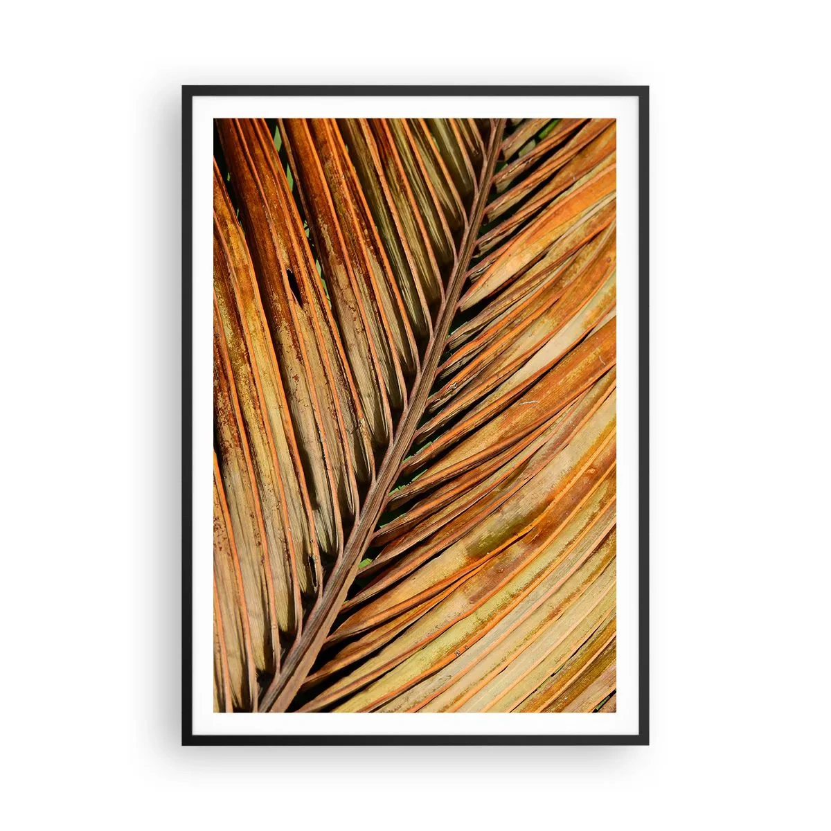 Affiche dans un cadre noir - Poster - Or de noix de coco - 70x100 cm