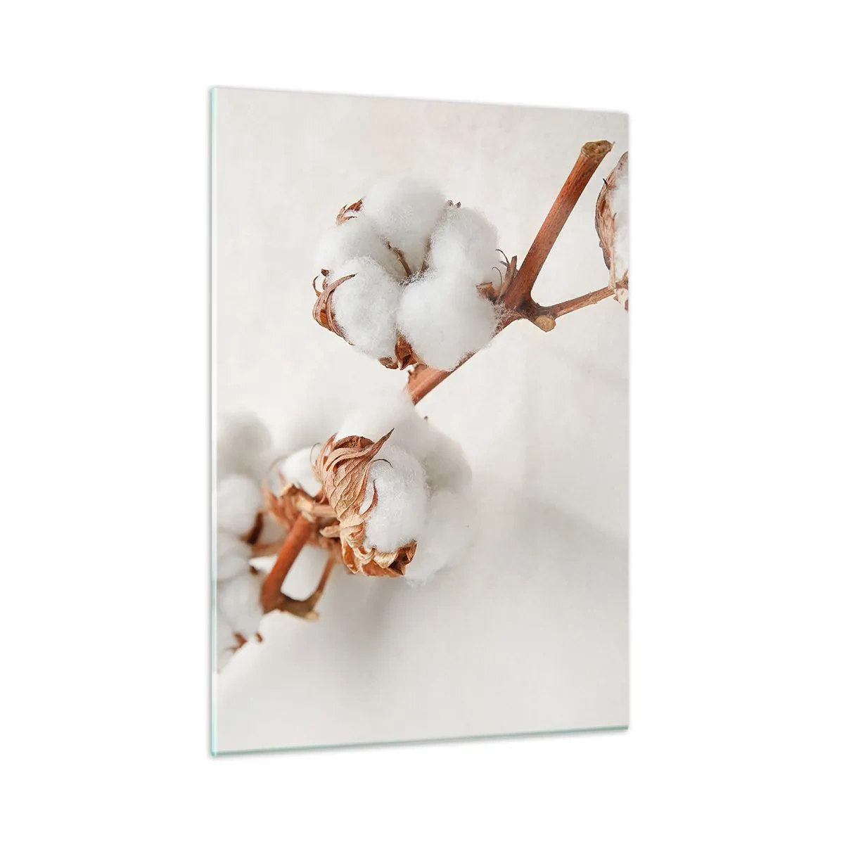 Impression sur verre - Image sur verre - Gros plan d'une branche de coton sur un fond clair - 50x70cm - Seulement caliner - Décoration murale moderne pour le salon et la chambre ARTTOR