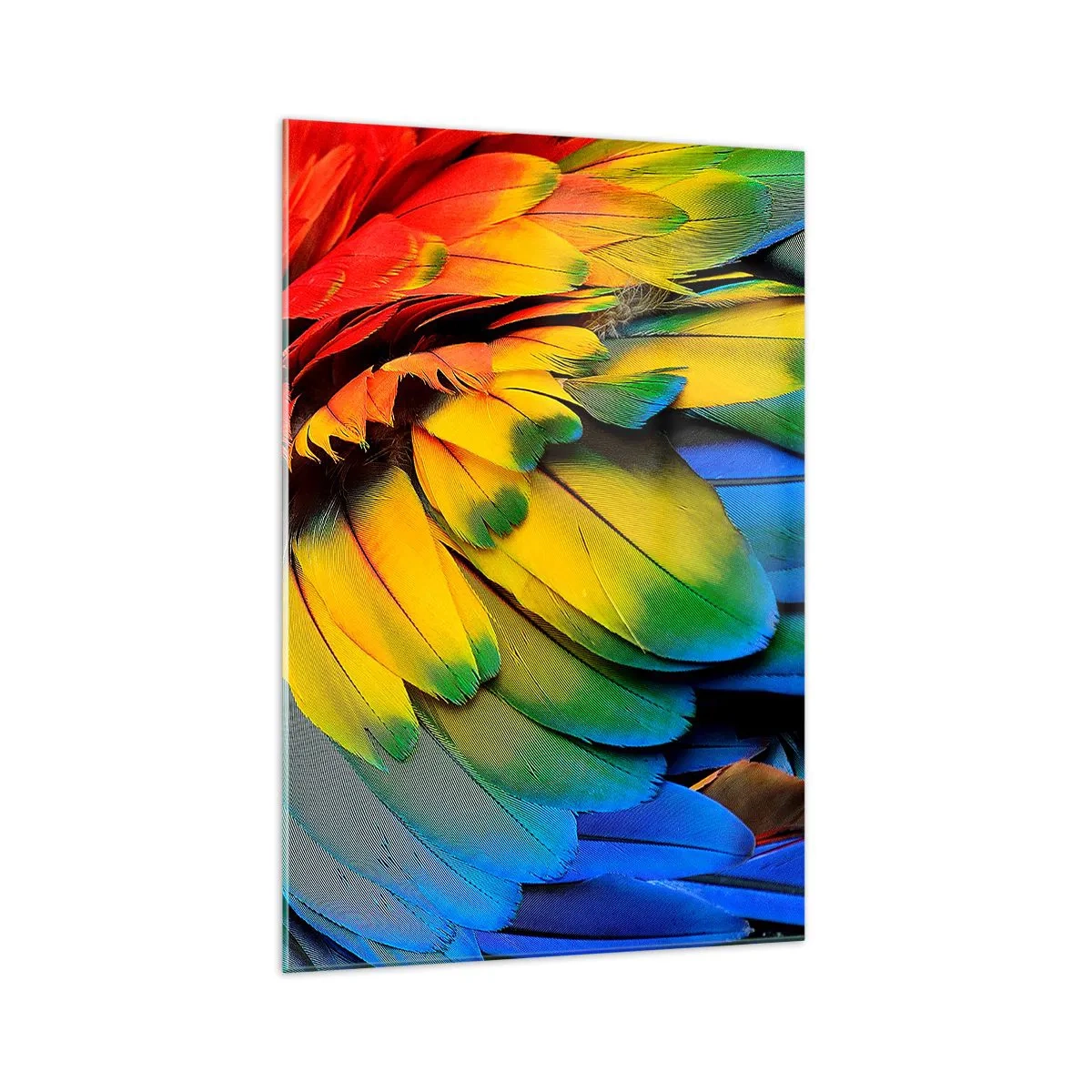 Impression sur verre - Image sur verre - Gros plan des plumes colorées d'un perroquet - 70x100cm - Oiseau de paradis - Décoration murale moderne pour le salon et la chambre ARTTOR