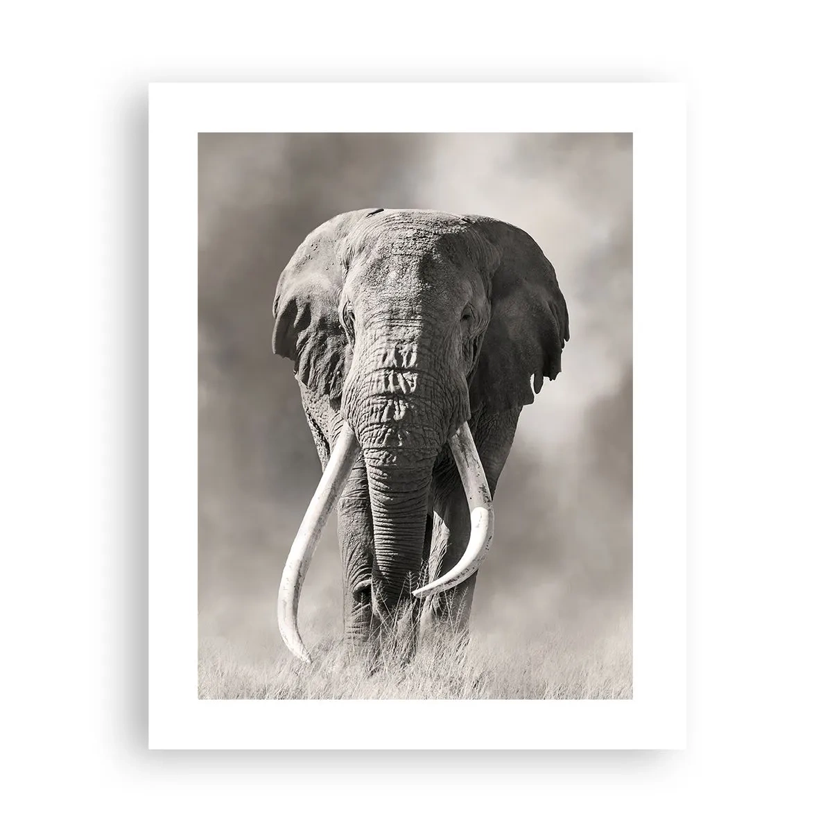 Affiche - Poster - Patriarche africain - 40x50 cm