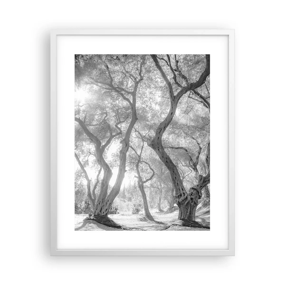Affiche dans un cadre blanc - Poster - Dans l'oliveraie - 40x50 cm