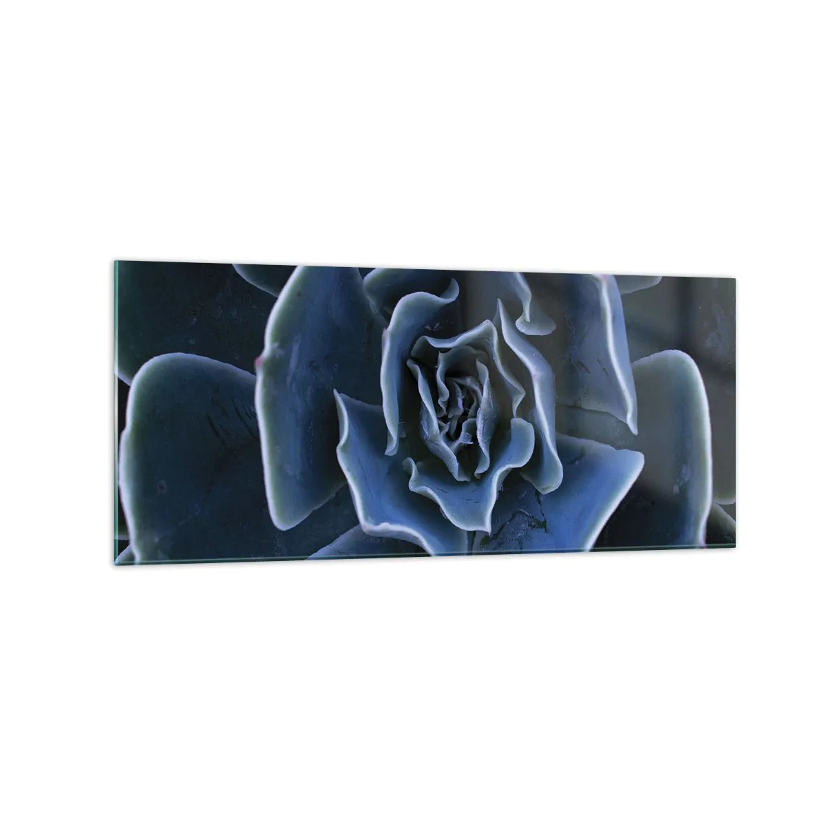Impression sur verre - Image sur verre - Gros plan d'une rosette succulente verte - 120x50cm - Fleur du désert - Décoration murale moderne pour le salon et la chambre ARTTOR