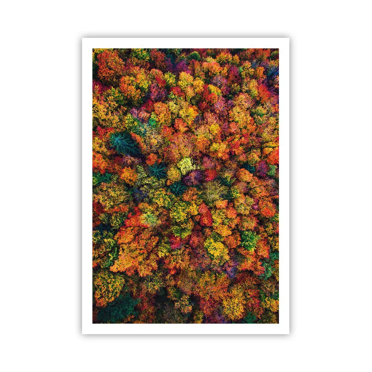 Affiche - Poster - Bouquet d'arbres automnal - 70x100 cm