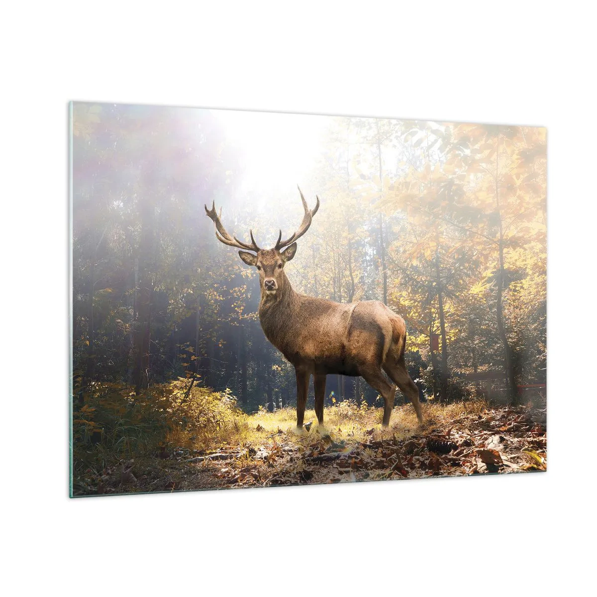 Impression sur verre - Image sur verre - Un cerf majestueux dans une forêt d'automne ensoleillée - 100x70cm - Toute sa majesté - Décoration murale moderne pour le salon et la chambre ARTTOR