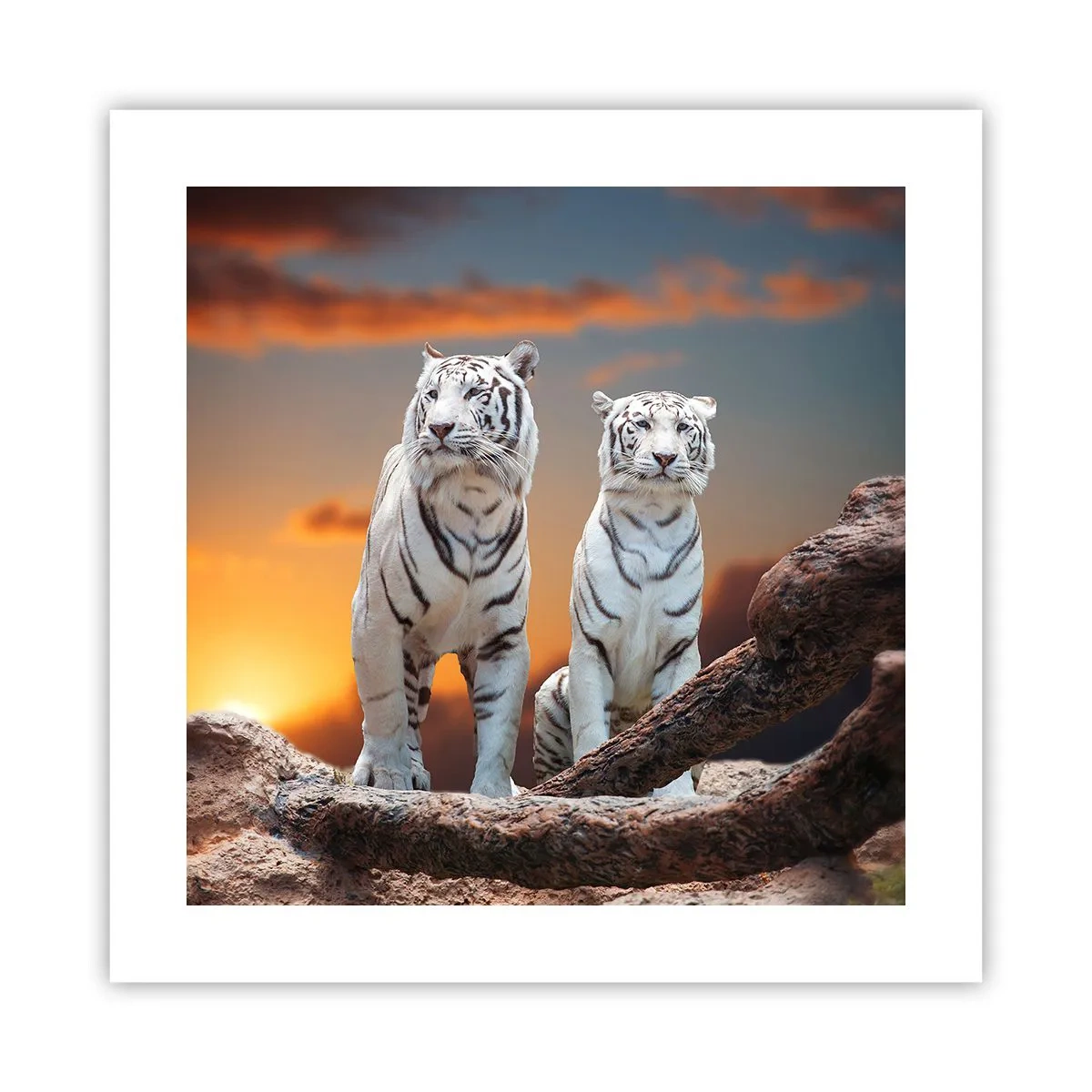 Affiche - Poster - Tout comme à Narnia - 40x40 cm