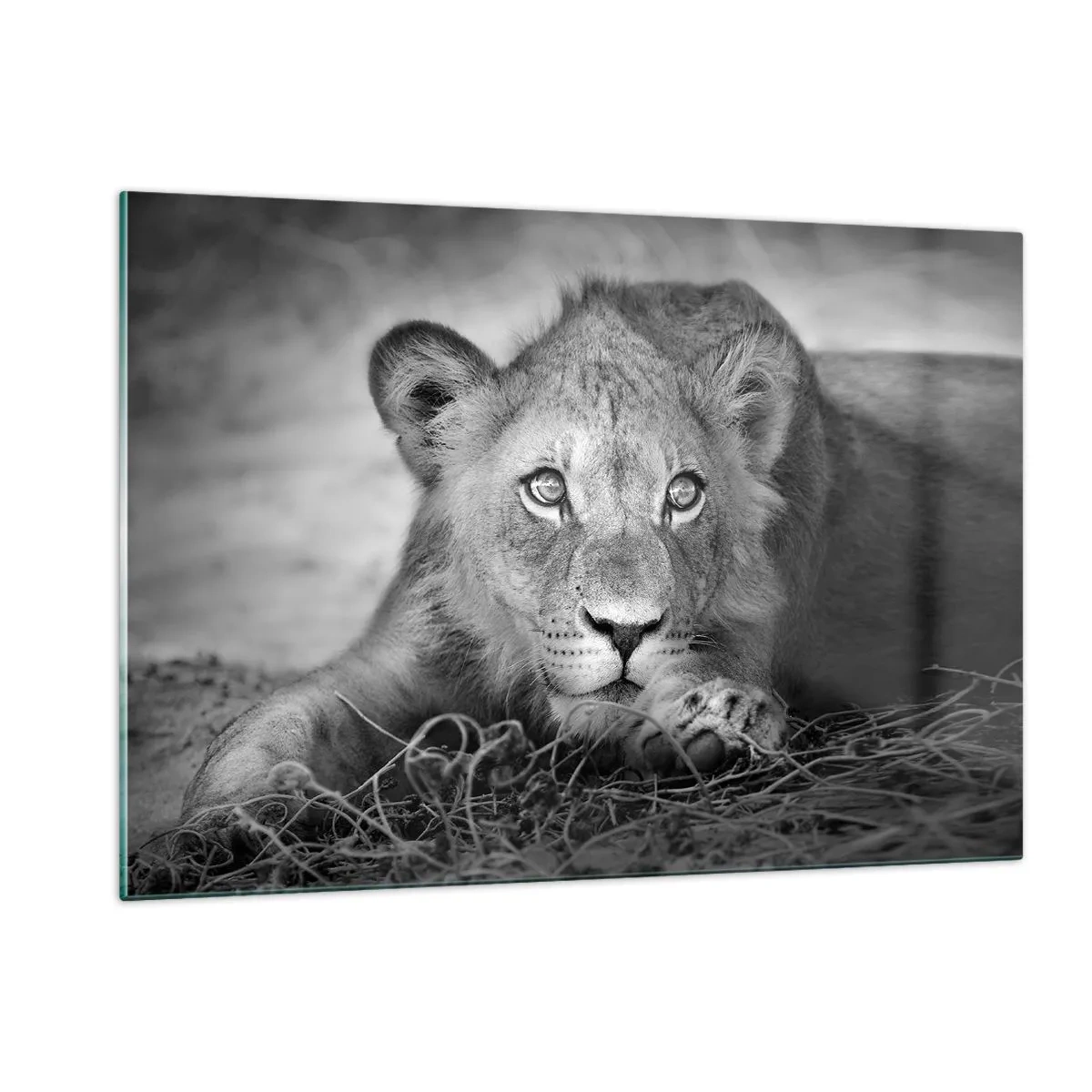 Impression sur verre - Image sur verre - Un lionceau en noir et blanc regardant la caméra - 120x80cm - Chiot royal - Décoration murale moderne pour le salon et la chambre ARTTOR