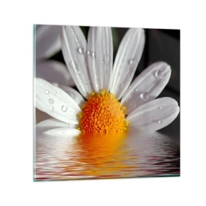Impression sur verre - Image sur verre - Le soleil levant des marguerites - 30x30 cm