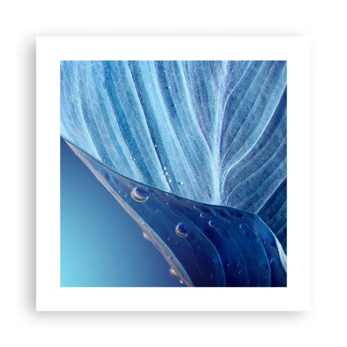 Affiche - Poster - Gouttes cachées du bleu - 40x40 cm