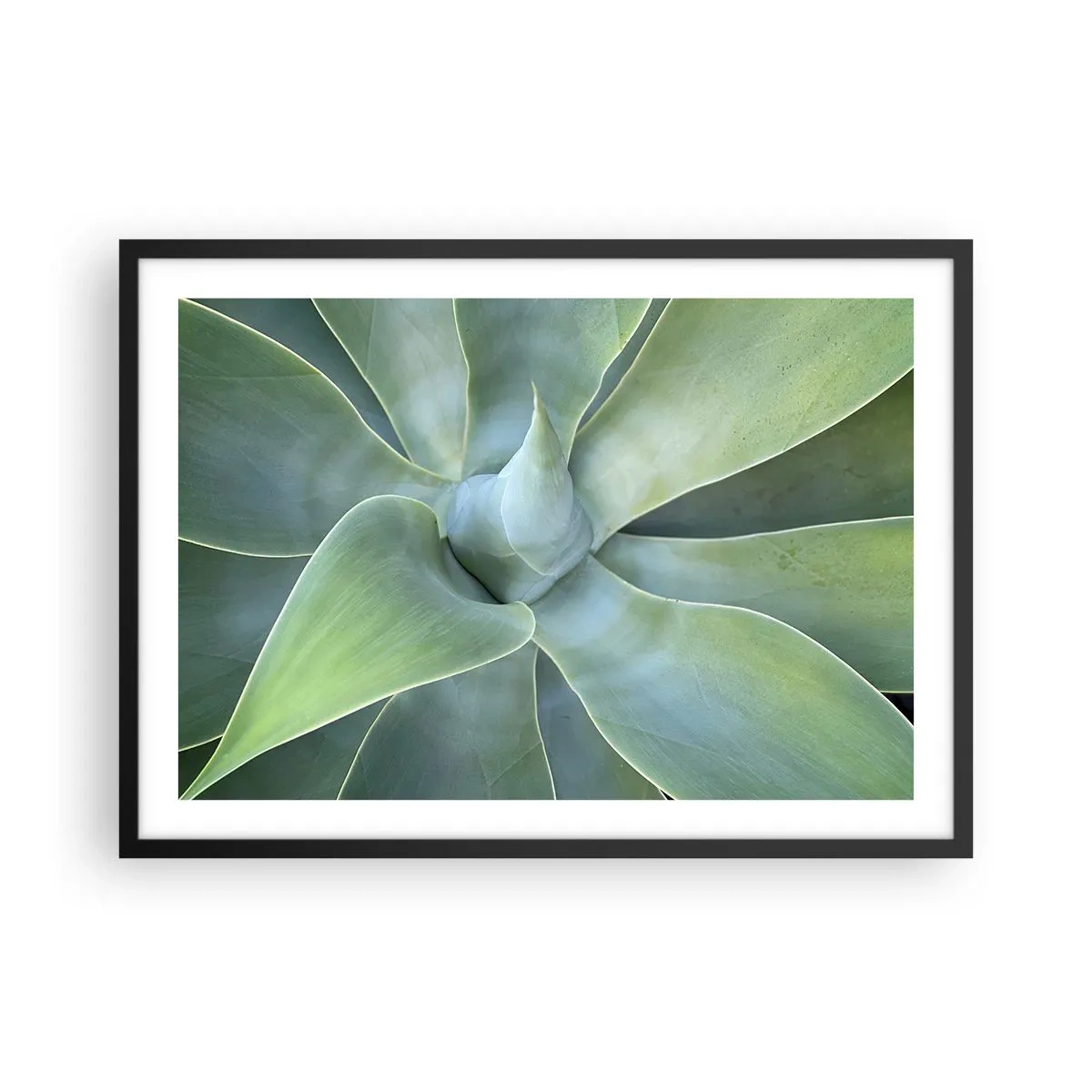 Affiche dans un cadre noir - Poster - Feuilles d'agave subtiles dans des tons verts - 70x50cm - La naissance de la verdure - Décoration murale moderne pour le salon et la chambre ARTTOR