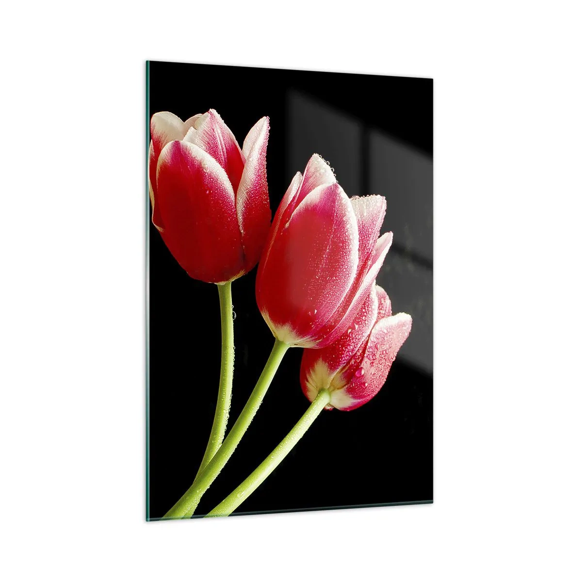 Impression sur verre - Image sur verre - Tulipes rouges avec des gouttes de rosée sur fond noir - 50x70cm - Une promesse d'amour pur - Décoration murale moderne pour le salon et la chambre ARTTOR