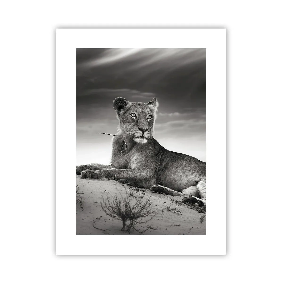 Affiche - Poster - La reine du désert reste - 30x40 cm