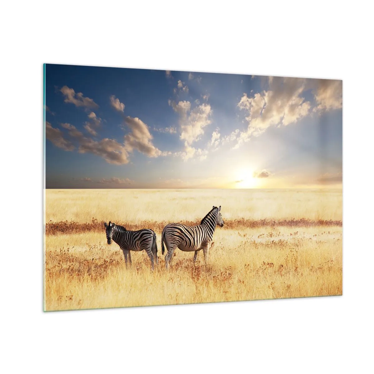 Impression sur verre - Image sur verre - Deux zèbres dans la savane au coucher du soleil - 100x70cm - Va-t'en, n'ai pas de paix - Décoration murale moderne pour le salon et la chambre ARTTOR