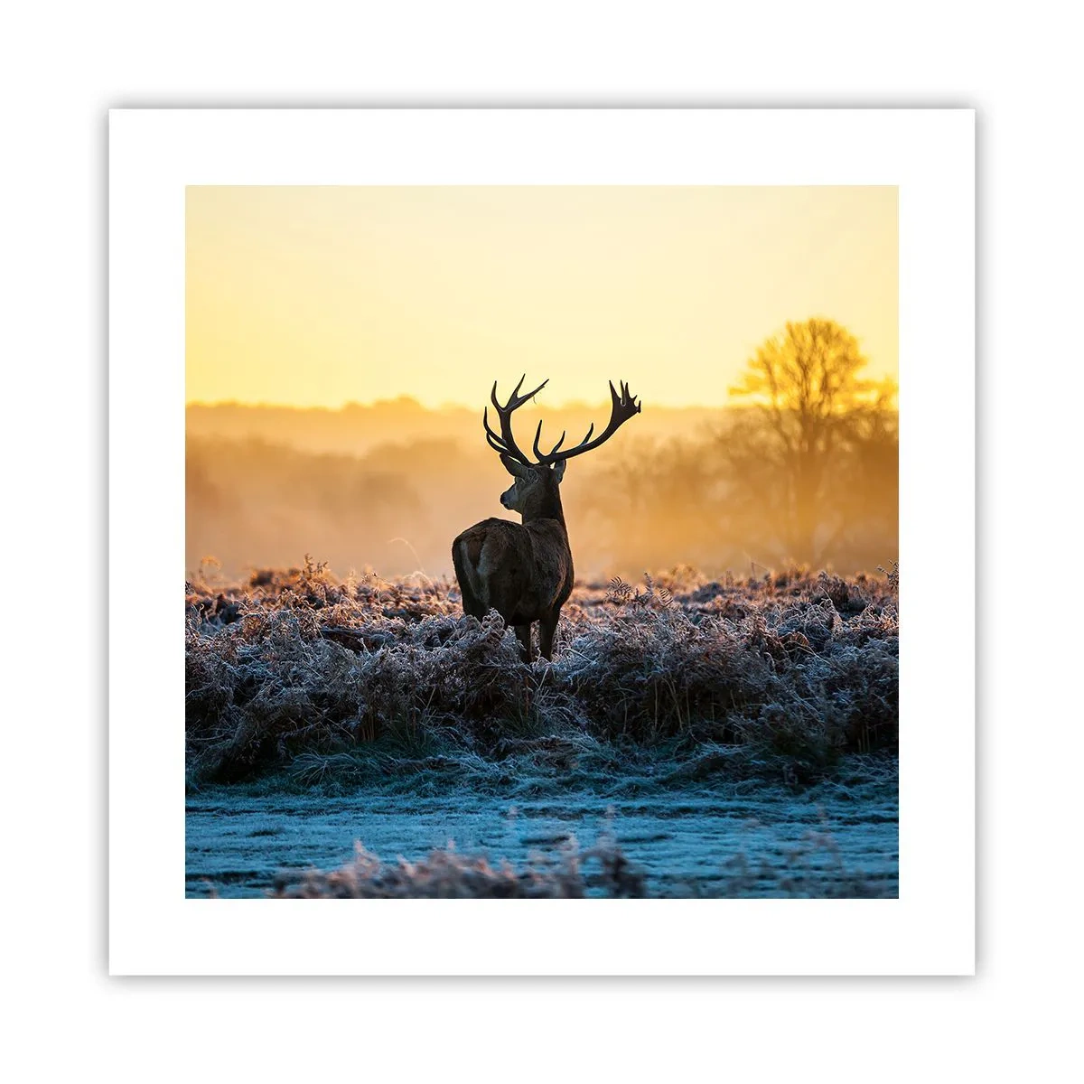 Affiche - Poster - Couronné pour sa succession - 40x40 cm