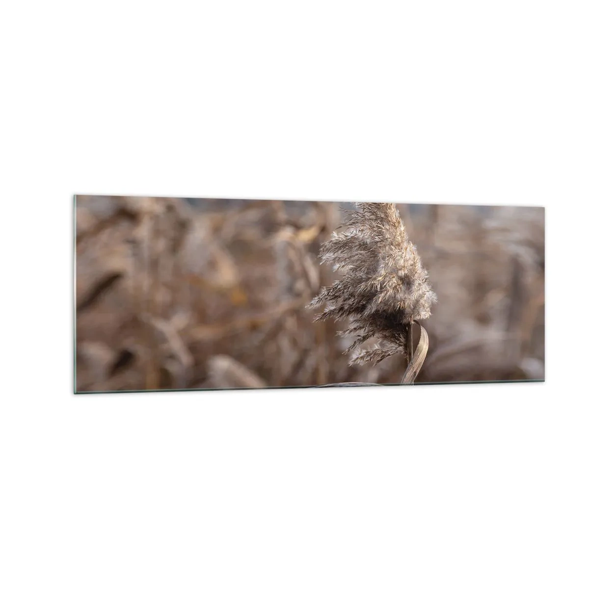 Impression sur verre - Image sur verre - Graminées délicates dans des tons beiges sur fond de nature - 140x50cm - Il est temps de s'envoler avec le vent - Décoration murale moderne pour le salon et la chambre ARTTOR