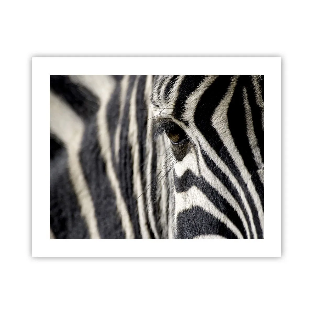 Affiche - Poster - Portrait en rayure - 50x40 cm