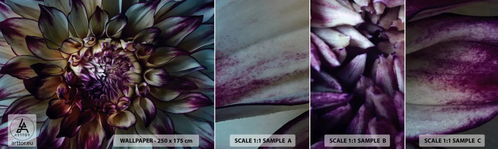 Échantillon de Papier Peint Autocollant Deluxe Sticker - L'apogée de la jeunesse - Fleurs, Dahlia, Fleur épanouie - 100x30 cm