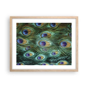 Affiche dans un chêne clair - Poster - Un regard de paon - 50x40 cm