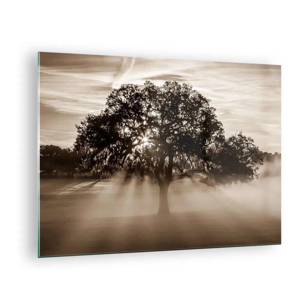 Impression sur verre - Image sur verre - Un arbre dans le brouillard matinal avec les rayons du soleil qui brillent à travers les branches - 70x50cm - Arbre de bonnes nouvelles - Décoration murale moderne pour le salon et la chambre ARTTOR
