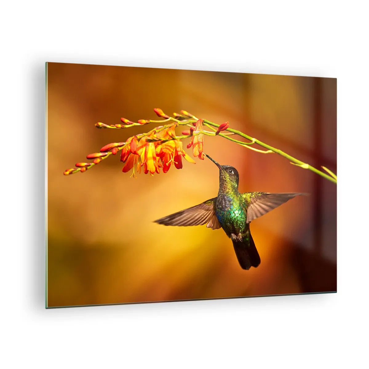 Impression sur verre - Image sur verre - Colibri près des fleurs dans une lueur dorée - 70x50cm - Un messager de lumière selon les Mayas - Décoration murale moderne pour le salon et la chambre ARTTOR