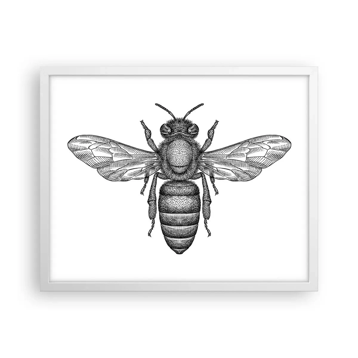 Affiche dans un cadre blanc - Poster - Portrait d'insecte - 50x40 cm