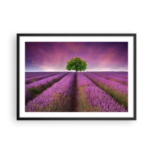 Affiche dans un cadre noir - Poster - Un champ de lavande avec un arbre solitaire et un ciel violet - 70x50cm - Dans un champs de lavande - Décoration murale moderne pour le salon et la chambre ARTTOR