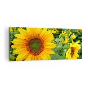 Impression sur toile - Image sur toile - Un champ de tournesols aux fleurs jaunes sur fond de feuilles vertes - 120x50cm - Des centaines de soleils se sont embrasés - Décoration murale moderne pour le salon et la chambre ARTTOR