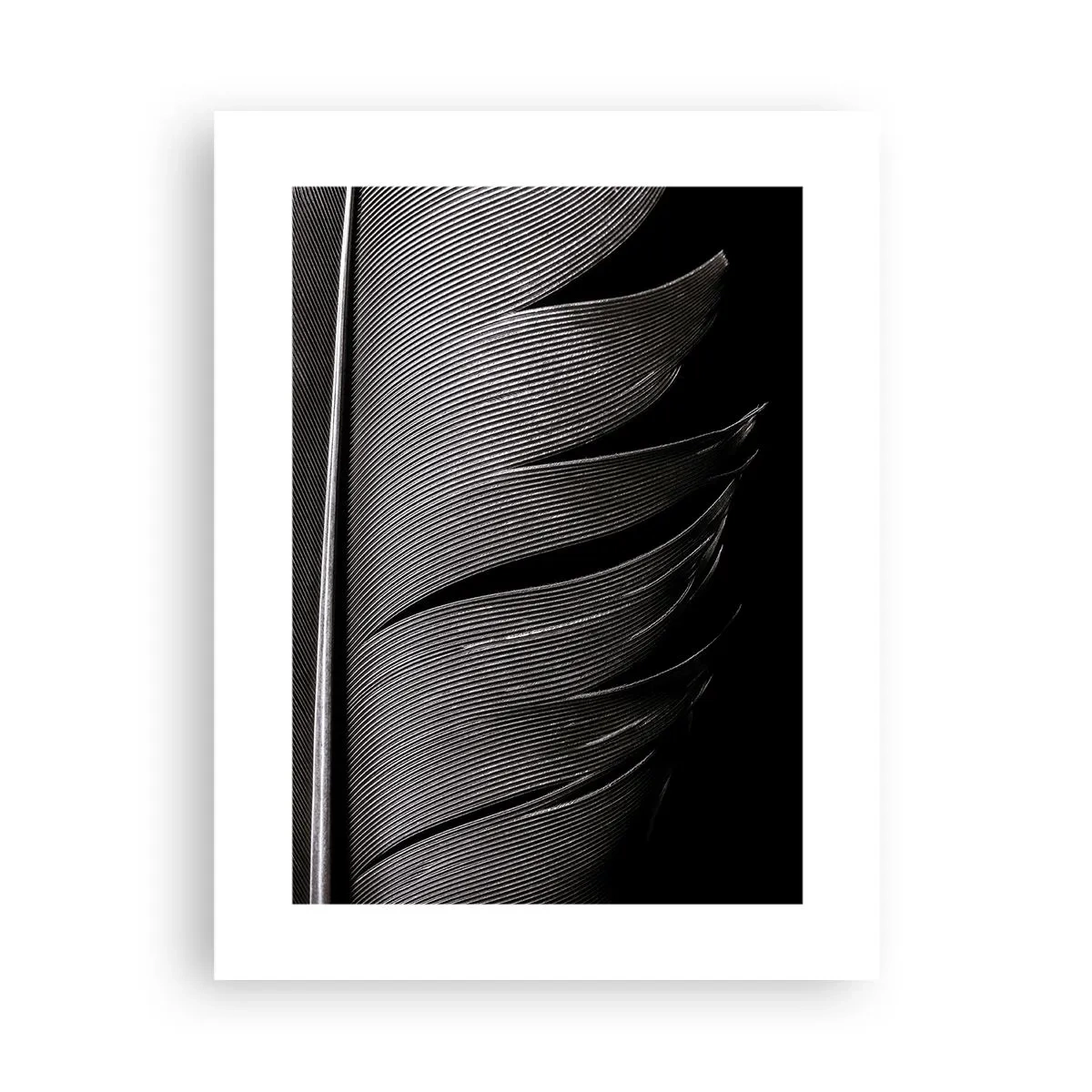 Affiche - Poster - La plume – un design magnifique - 30x40 cm