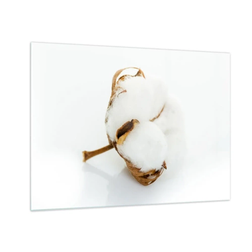 Impression sur verre - Image sur verre - Une seule fleur de coton duveteuse sur fond blanc - 70x50cm - Doux par nature - Décoration murale moderne pour le salon et la chambre ARTTOR