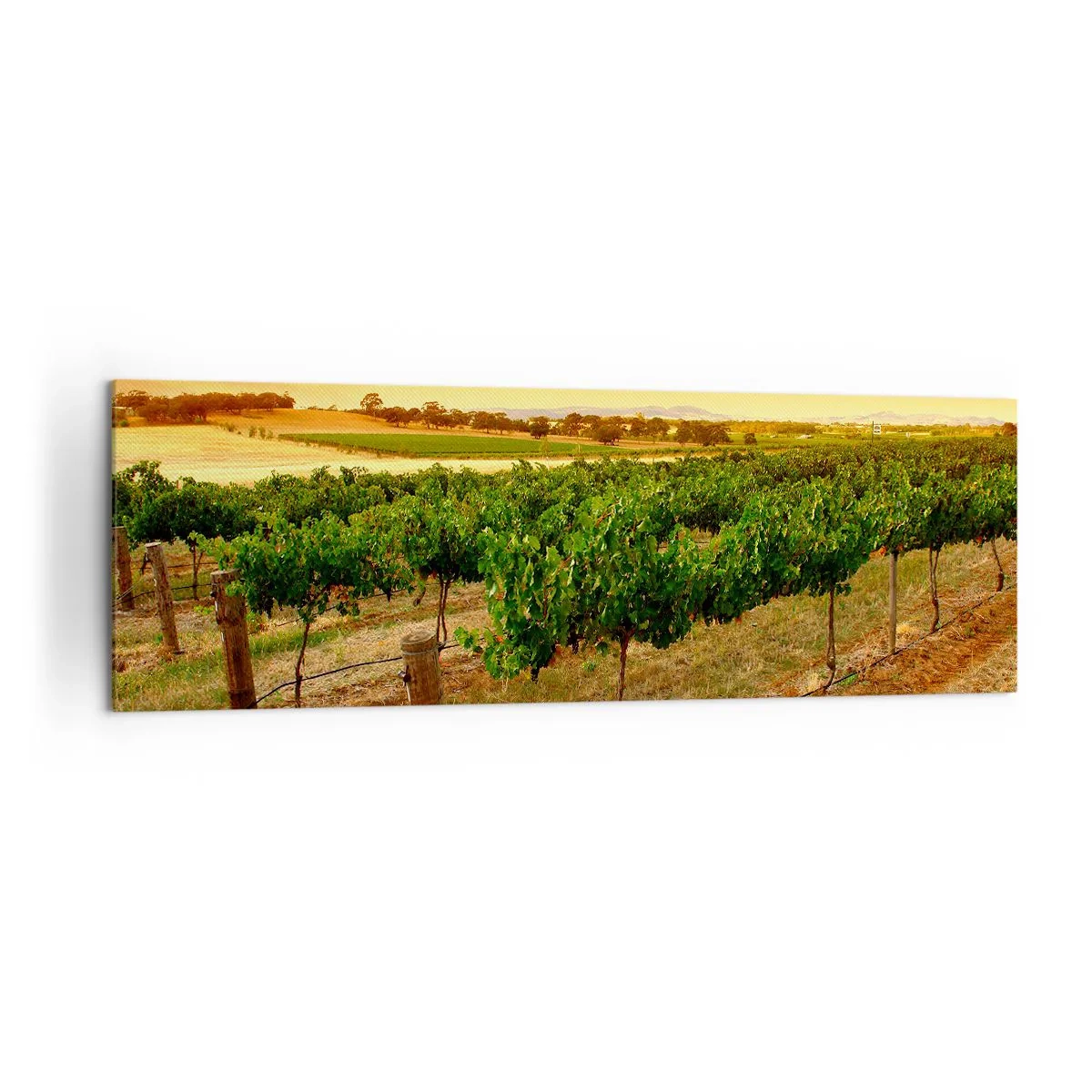 Impression sur toile - Image sur toile - Vignes dans une plantation au coucher du soleil doré - 160x50cm - S'abreuver du soleil - Décoration murale moderne pour le salon et la chambre ARTTOR