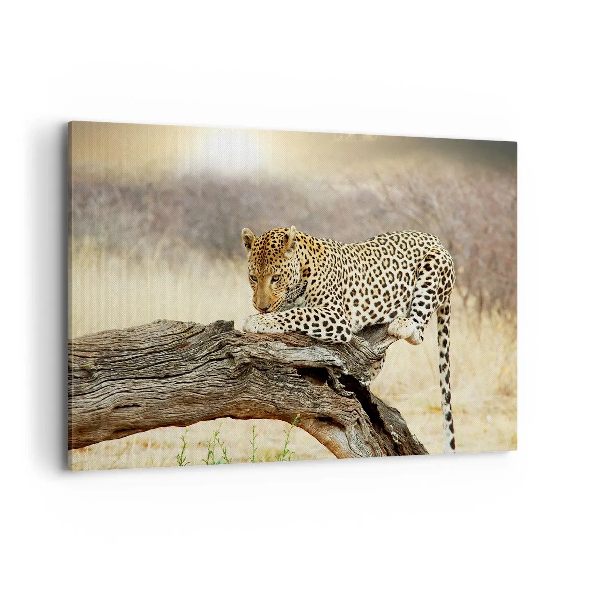 Impression sur toile - Image sur toile - Un léopard se reposant sur un tronc d'arbre dans la savane - 120x80cm - Je suis ma propre route - Décoration murale moderne pour le salon et la chambre ARTTOR