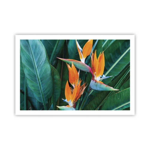 Affiche - Poster - Est-ce une fleur, est-ce un oiseaux? - 91x61 cm