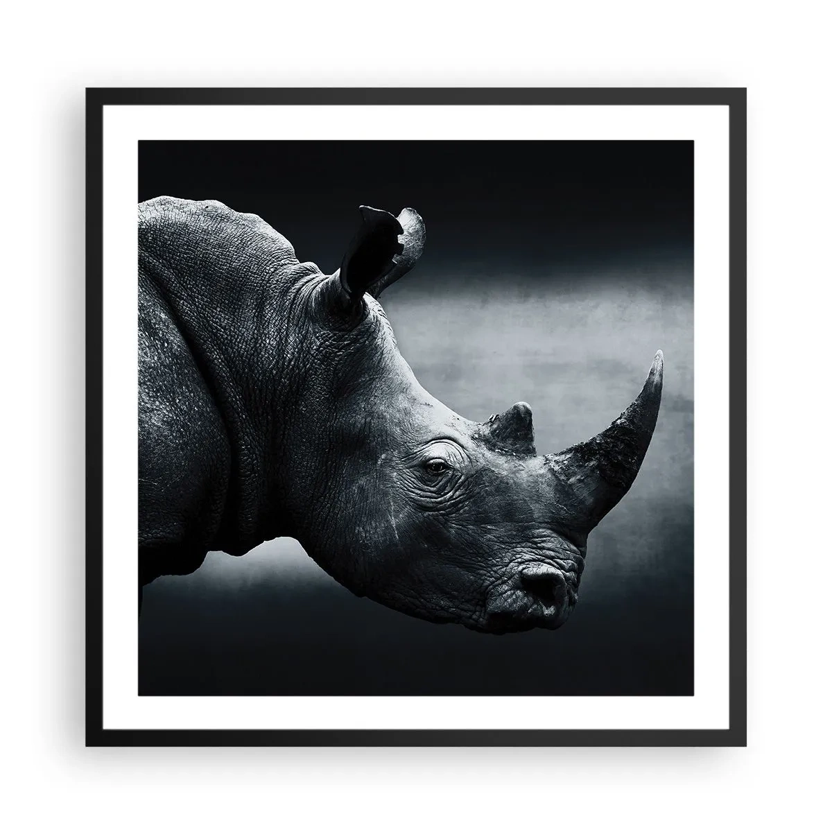 Affiche dans un cadre noir - Poster - Le profil droit - 60x60 cm