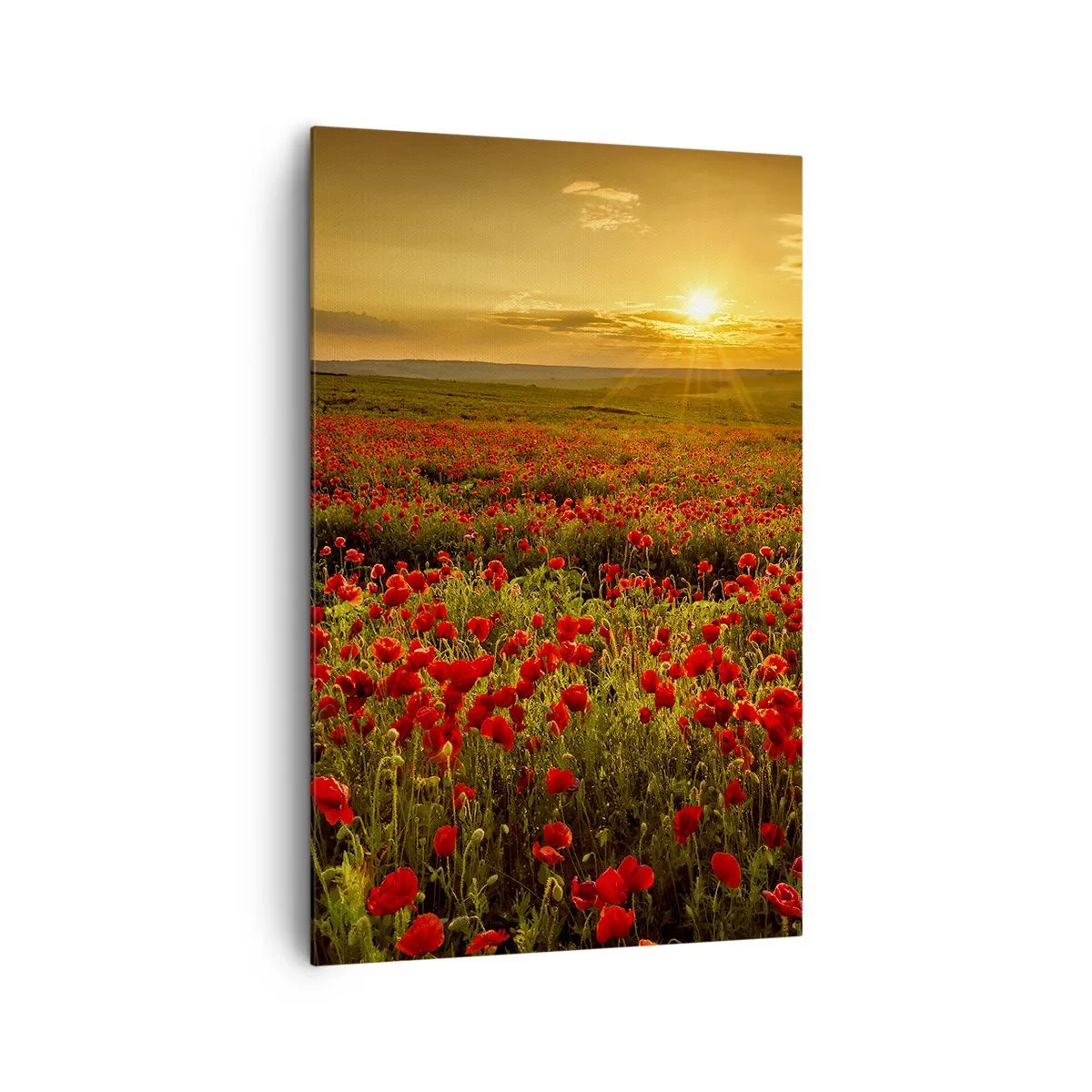 Impression sur toile - Image sur toile - Un champ de coquelicots rouges dans la lueur du soleil couchant - 80x120cm - Parmi les vagues des prairies bruissantes, parmi les fleurs du déluge - Décoration murale moderne pour le salon et la chambre ARTTOR