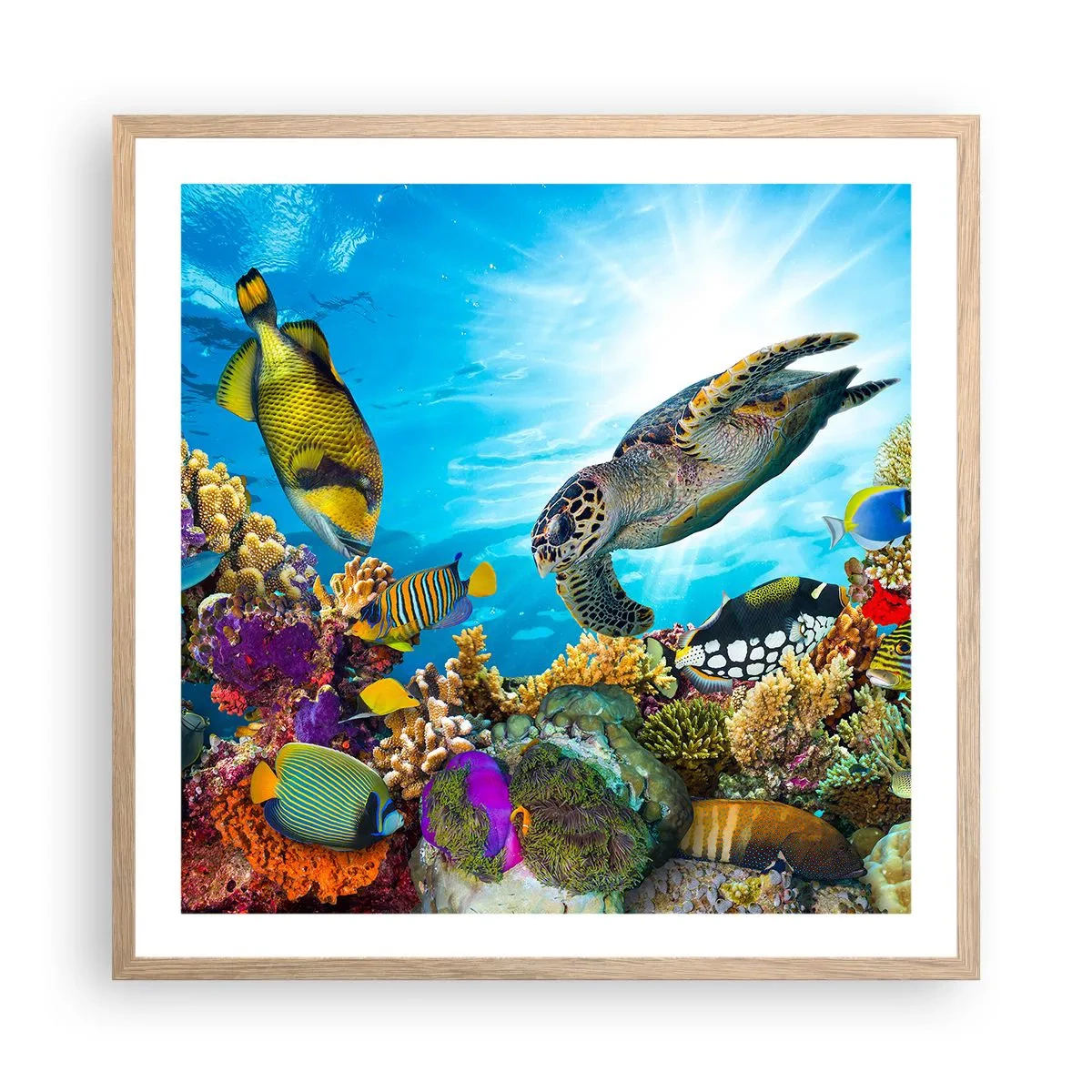 Affiche dans un chêne clair - Poster - Promenade de corail - 60x60 cm