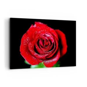 Impression sur toile - Image sur toile - Une rose rouge couverte de gouttes de rosée sur fond noir. - 120x80cm - C'est ça l'amour - Décoration murale moderne pour le salon et la chambre ARTTOR