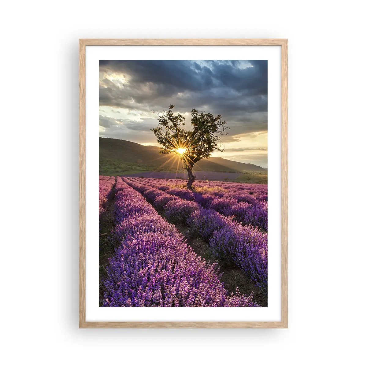 Affiche dans un chêne clair - Poster - Arôme de couleur lilas - 50x70 cm